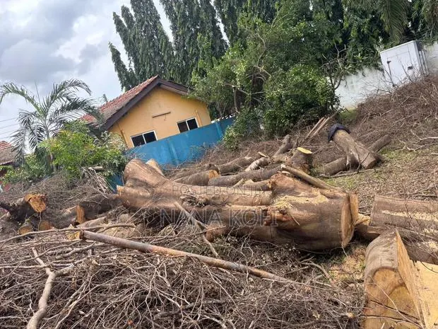 Tree Cutting, Prunning, Chainsaw Work and Gardening Service Service · Photo 1