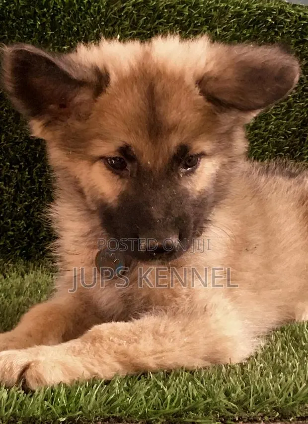 1-3 months Male Purebred German Shepherd · Photo 1