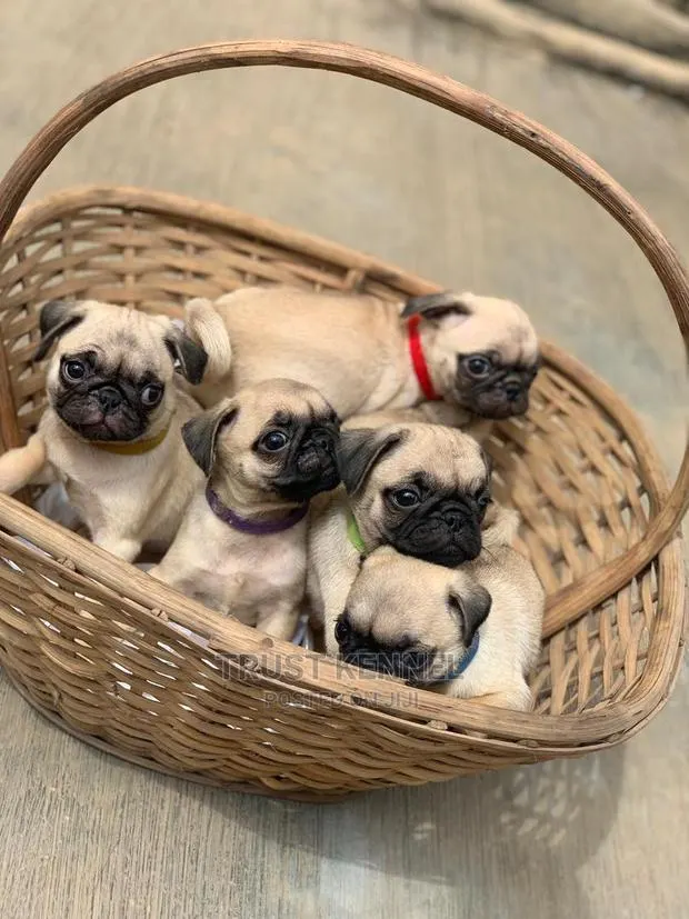 1-3 months Female Purebred Pug · Photo 1