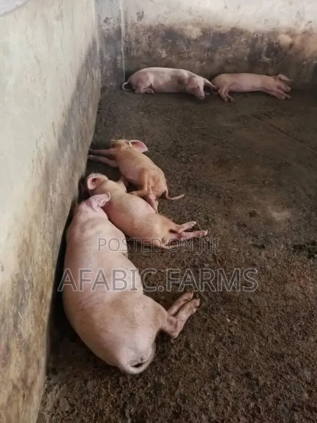 Piglets for Sale