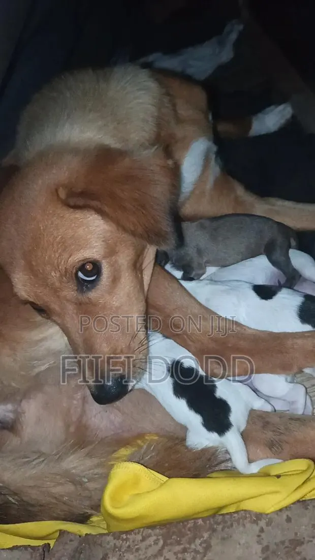 1-3 months Male Purebred German Shepherd · Photo 1