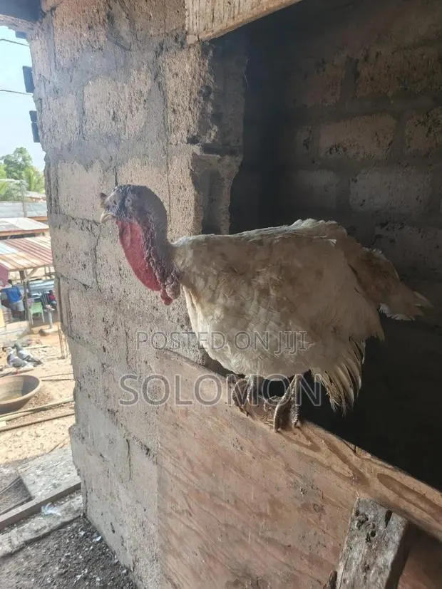 Turkey Male · Photo 1