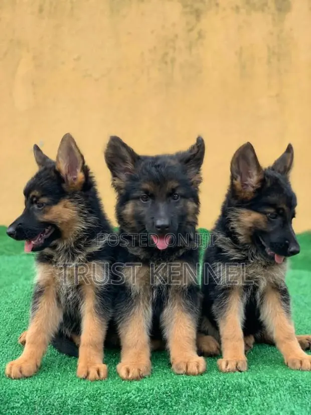 1-3 months Female Purebred German Shepherd · Photo 1