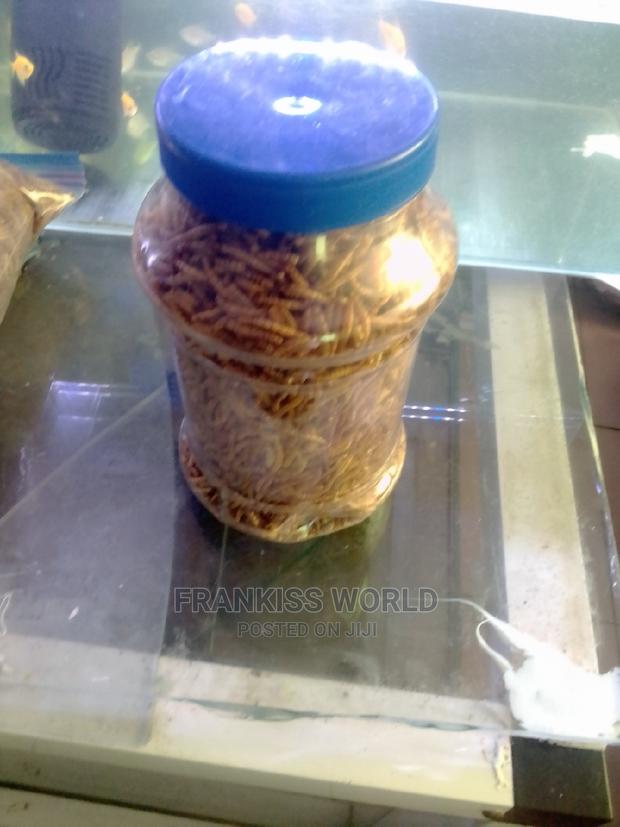 Worms Feed · Photo 2