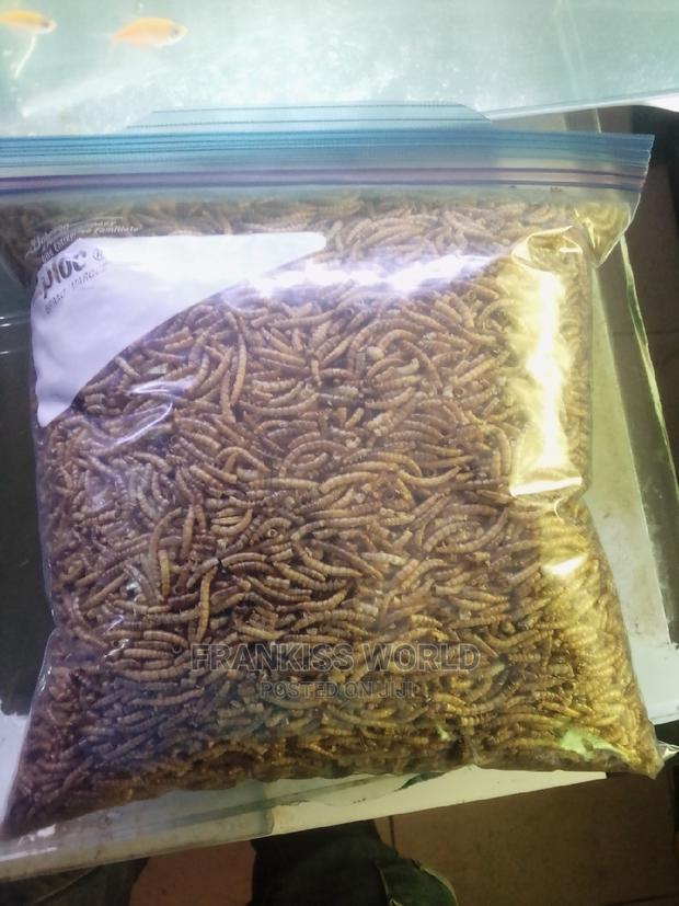 Worms Feed · Photo 3