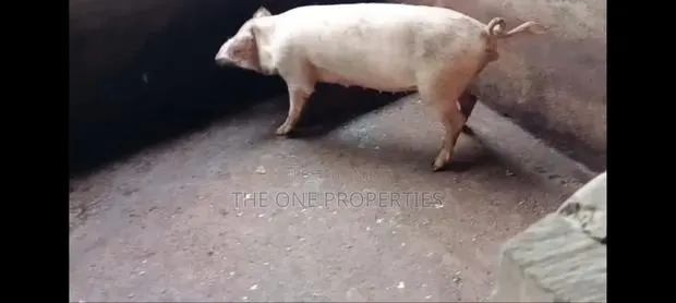 Pigs Farm for Sale at Nsawam Voltic · Photo 3
