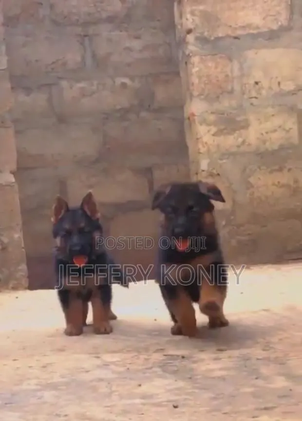 1-3 months Female Purebred German Shepherd · Photo 1