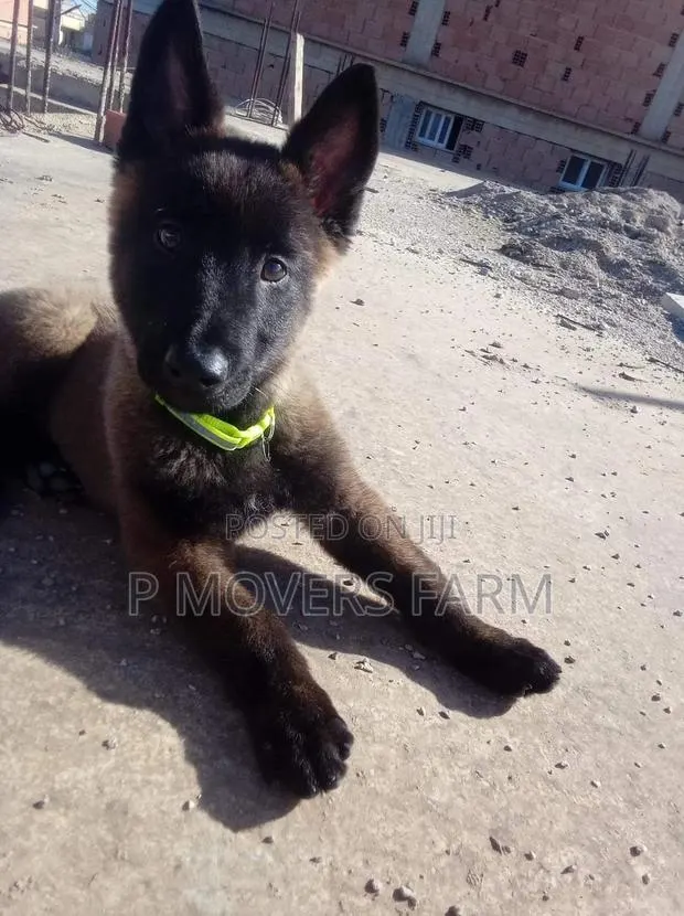1-3 months Male Purebred Belgian Malinois · Photo 1