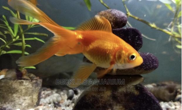Gold Fishes · Photo 1