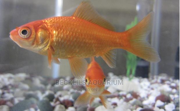 Gold Fishes · Photo 3