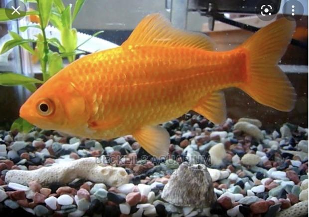 Gold Fishes · Photo 2