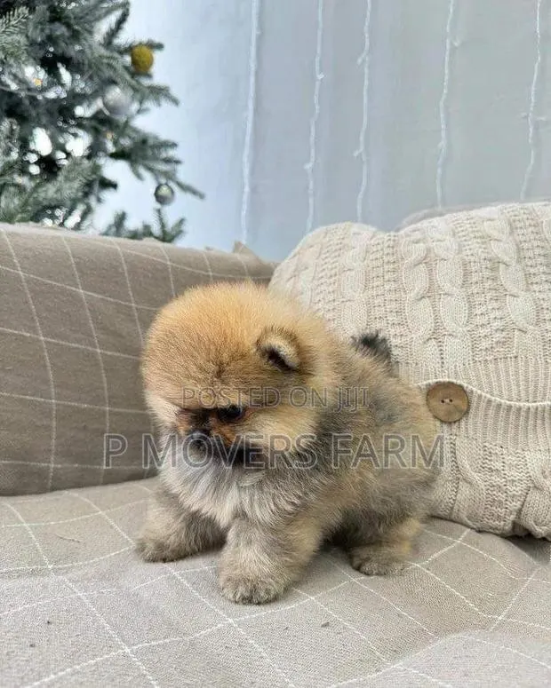 1-3 months Male Purebred Pomeranian · Photo 1