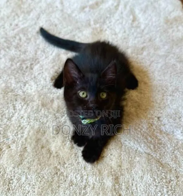 1-3 months Male Mixed Breed Persian · Photo 1