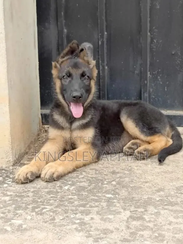 3-6 months Male Purebred German Shepherd · Photo 1
