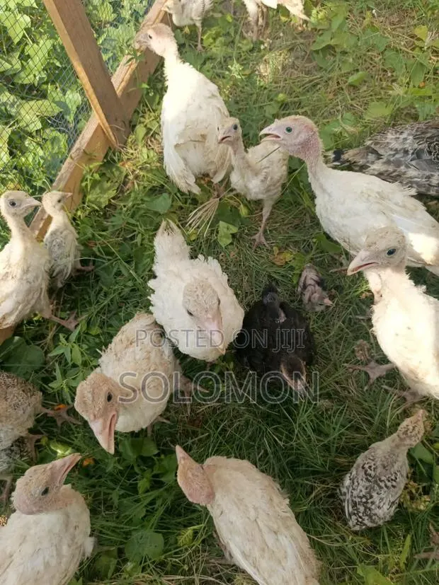 Young Turkeys · Photo 1