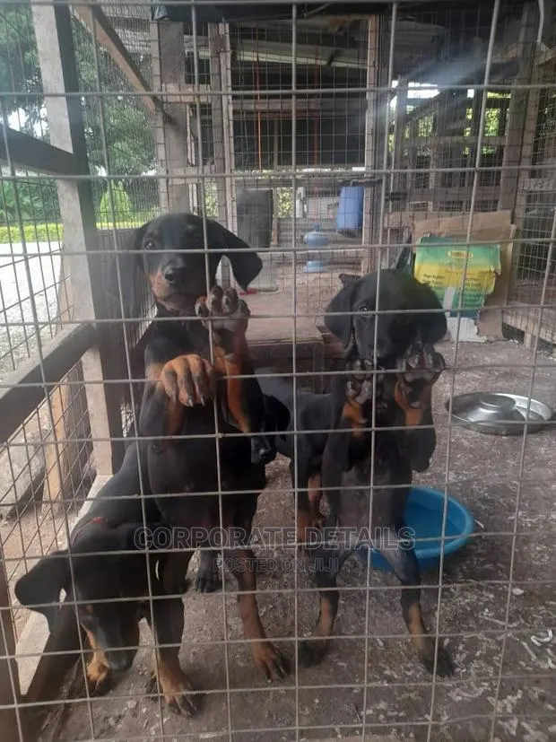 1-3 months Female Purebred Doberman Pinscher · Photo 1
