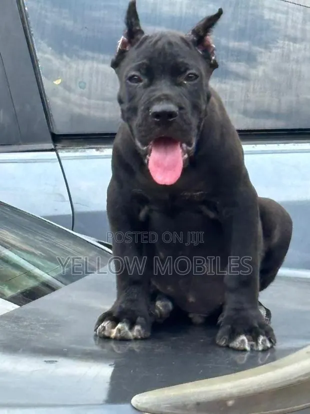 1-3 months Female Purebred Cane Corso · Photo 1