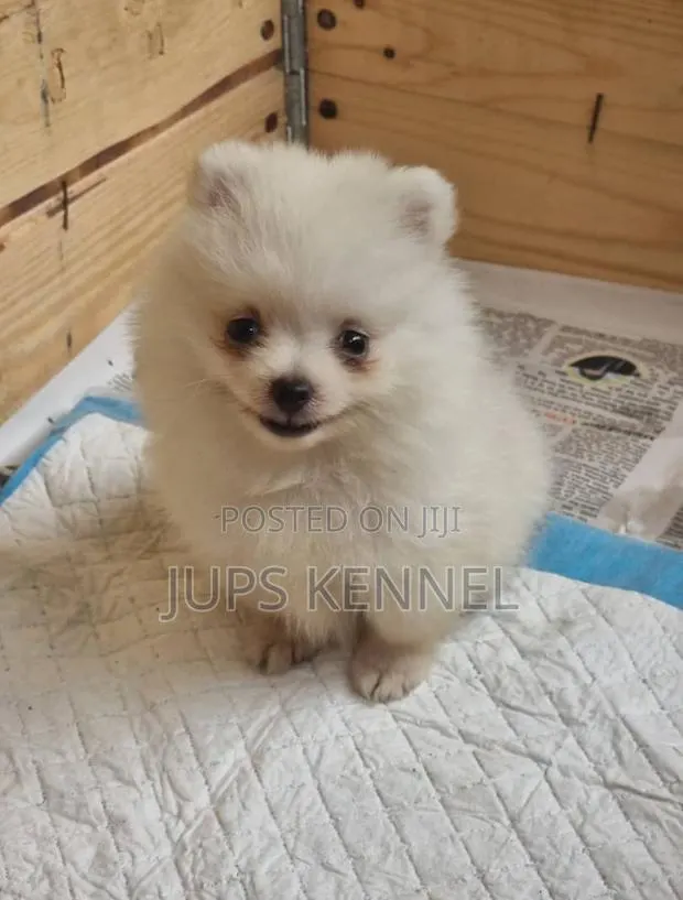 1-3 months Female Purebred Pomeranian · Photo 1