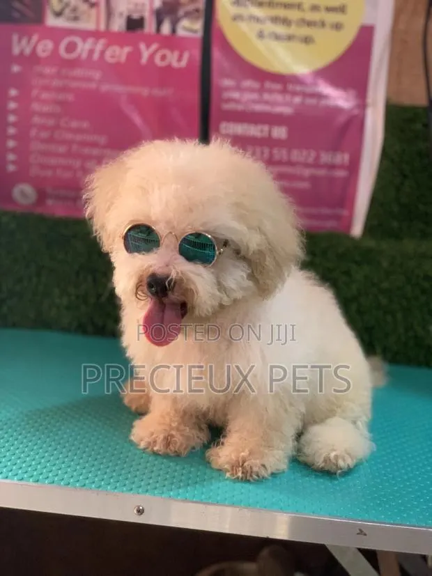 3-6 Months Male Mixed Breed Maltipoo · Photo 1