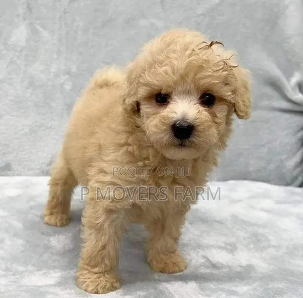 3-6 months Male Purebred Lhasa Apso · Photo 1