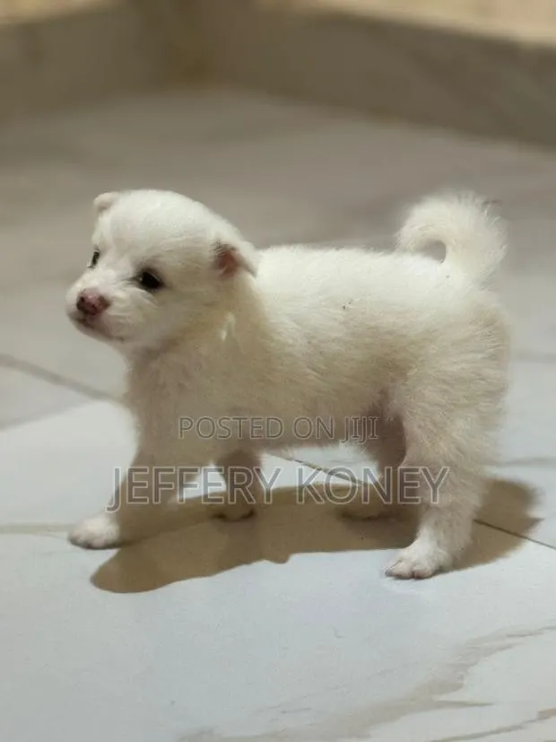 1-3 months Female Purebred American Eskimo · Photo 1