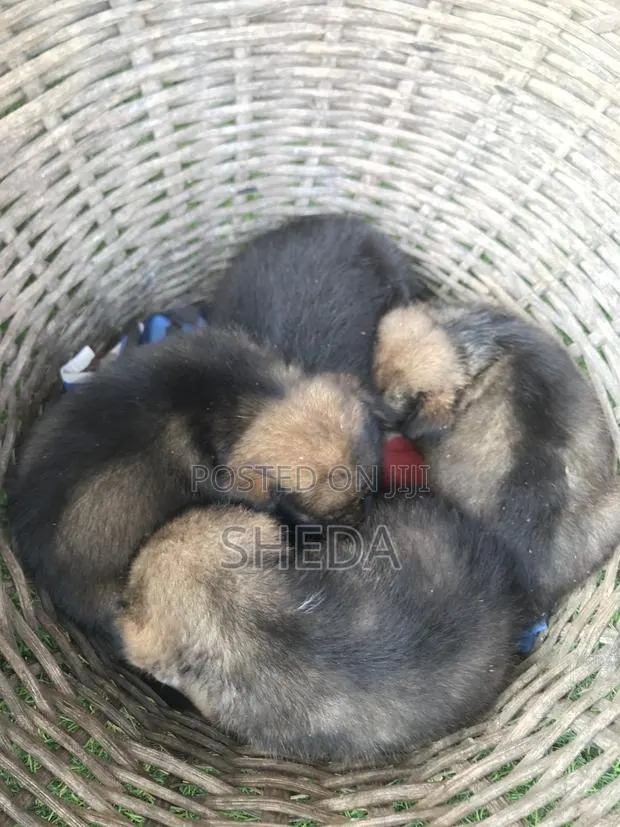 1-3 months Male Purebred Dog · Photo 1