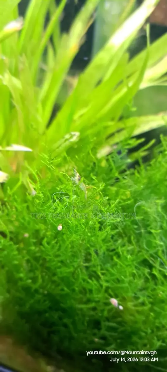 Java Moss Plant · Photo 3