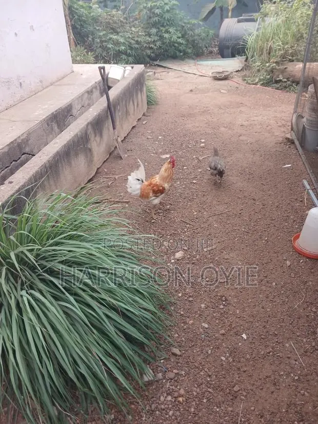 Local Chicken for Sale · Photo 2