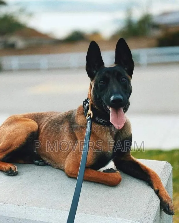 1-3 months Female Purebred Belgian Malinois · Photo 1