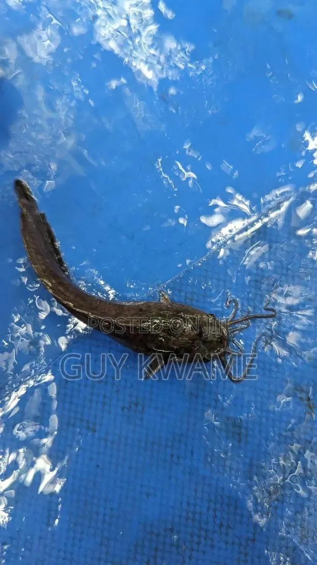 Healthy Catfish Fingerlings Available For 50 Pesewas · Photo 1