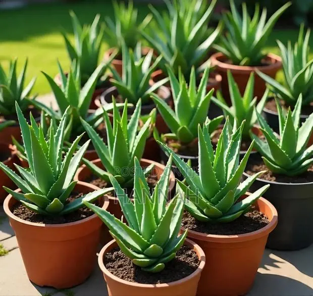 Aloe Vera Plants for Sale . · Photo 1