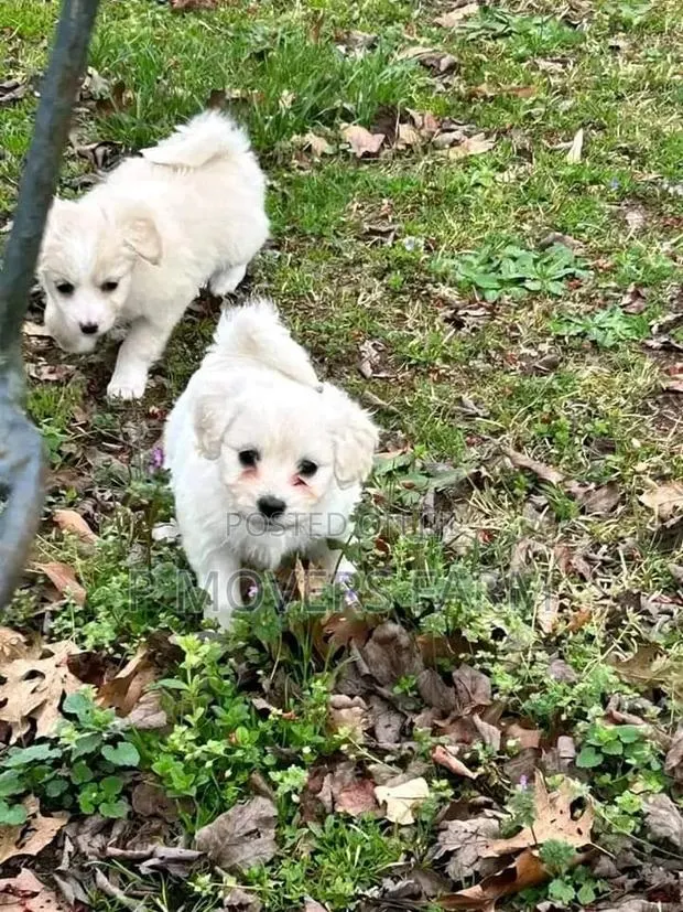 1-3 months Male Purebred Maltese · Photo 1