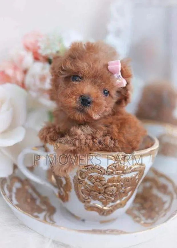 1-3 months Male Purebred Lhasa Apso · Photo 1