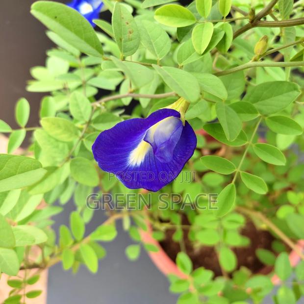 Butterfly Pea Seedlings · Photo 1