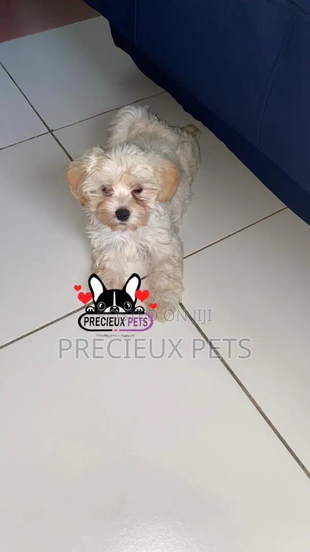 1-3 months Female Purebred Poodle · Photo 1