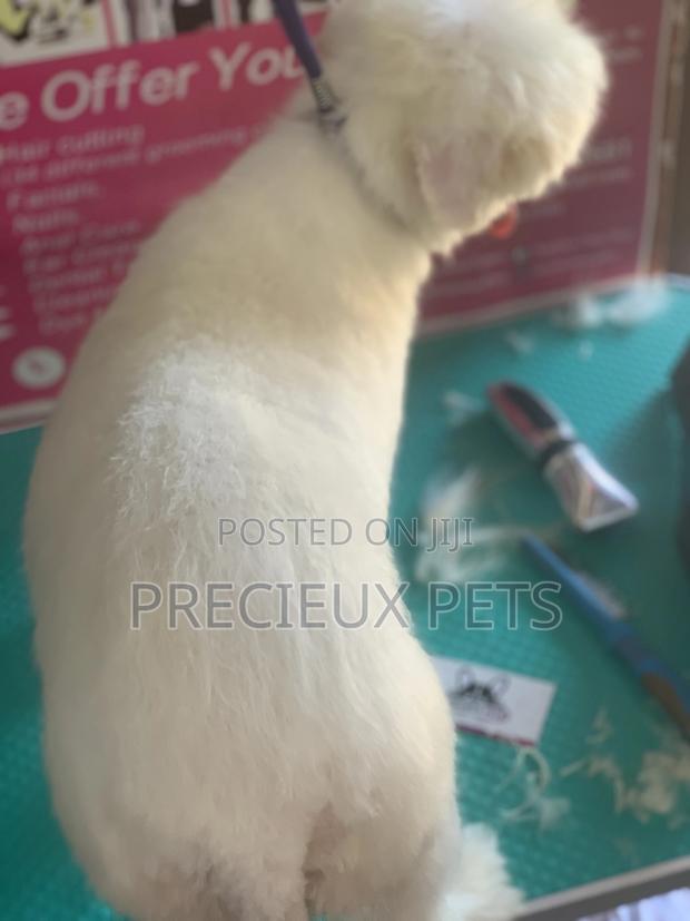 Maltipoo Grooming Appointment · Photo 7