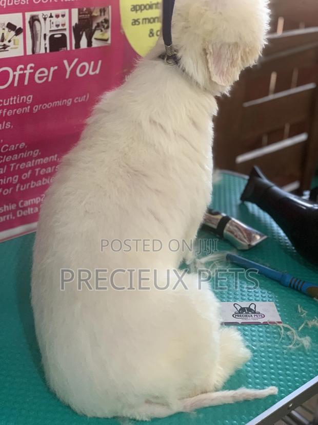 Maltipoo Grooming Appointment · Photo 8