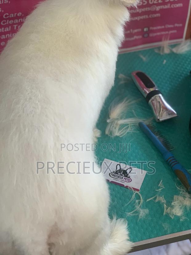 Maltipoo Grooming Appointment · Photo 3