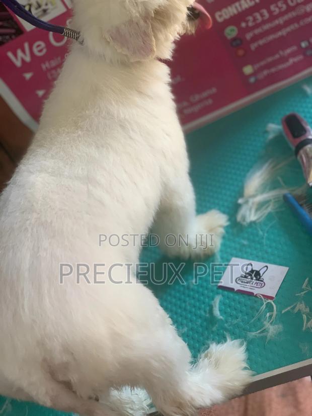 Maltipoo Grooming Appointment · Photo 5