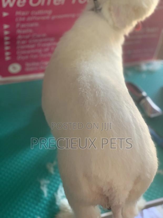 Maltipoo Grooming Appointment · Photo 4