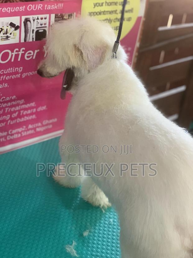 Maltipoo Grooming Appointment · Photo 1