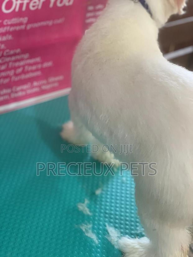 Maltipoo Grooming Appointment · Photo 6