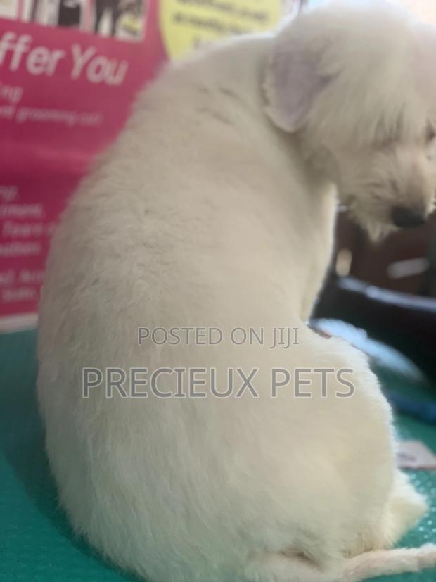 Maltipoo Grooming Appointment · Photo 2
