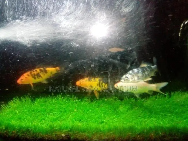 Aquarium Fish · Photo 1