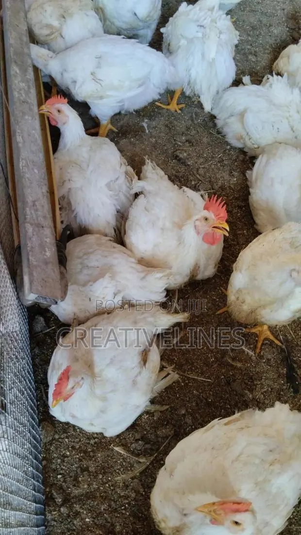 Poultry Chicken · Photo 1