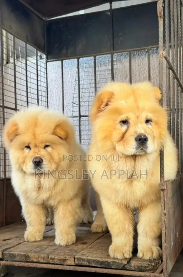 1-3 months Male Purebred Chow Chow · Photo 1