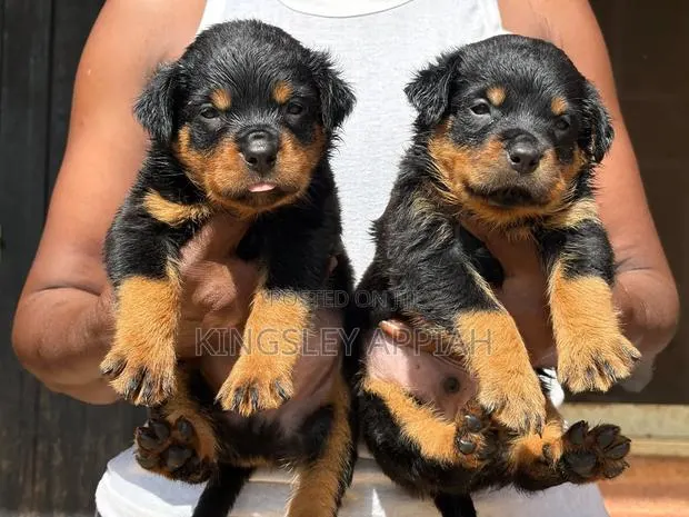 1-3 months Male Purebred Rottweiler · Photo 1