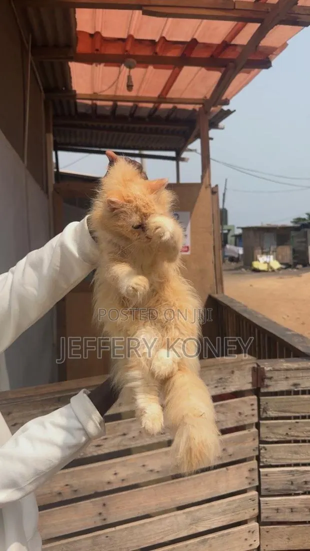 6-12 months Female Purebred Persian · Photo 1