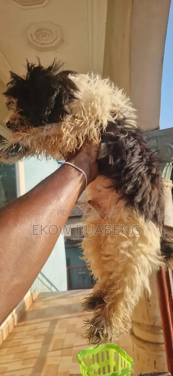 3-6 months Female Purebred Poodle · Photo 1