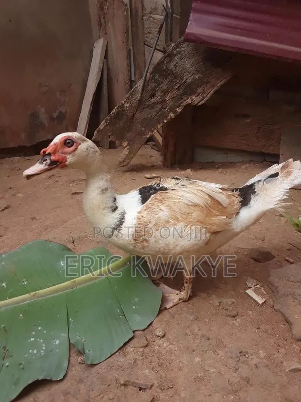 Male Muscovy Duck · Photo 1